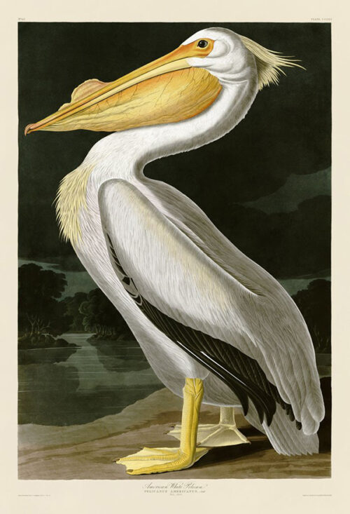 American White Pelican