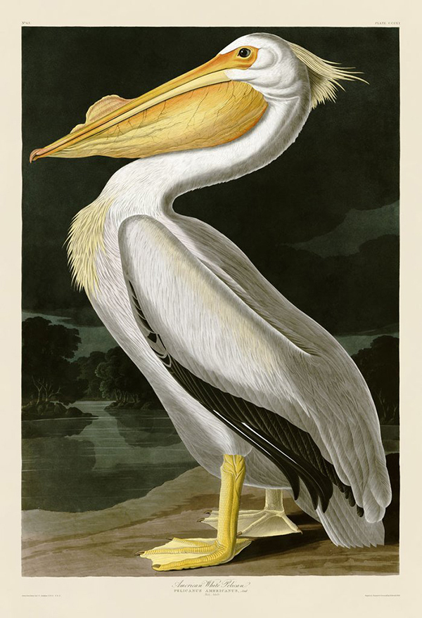 American White Pelican