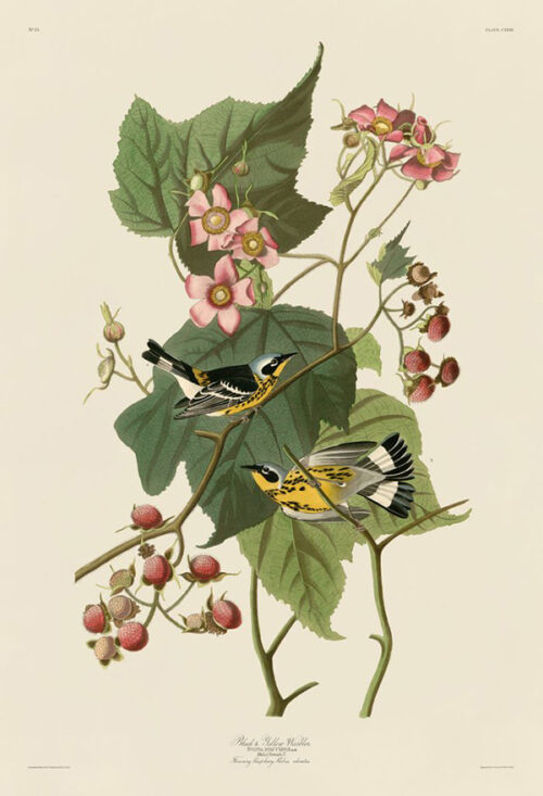 Black and Yellow Warblers