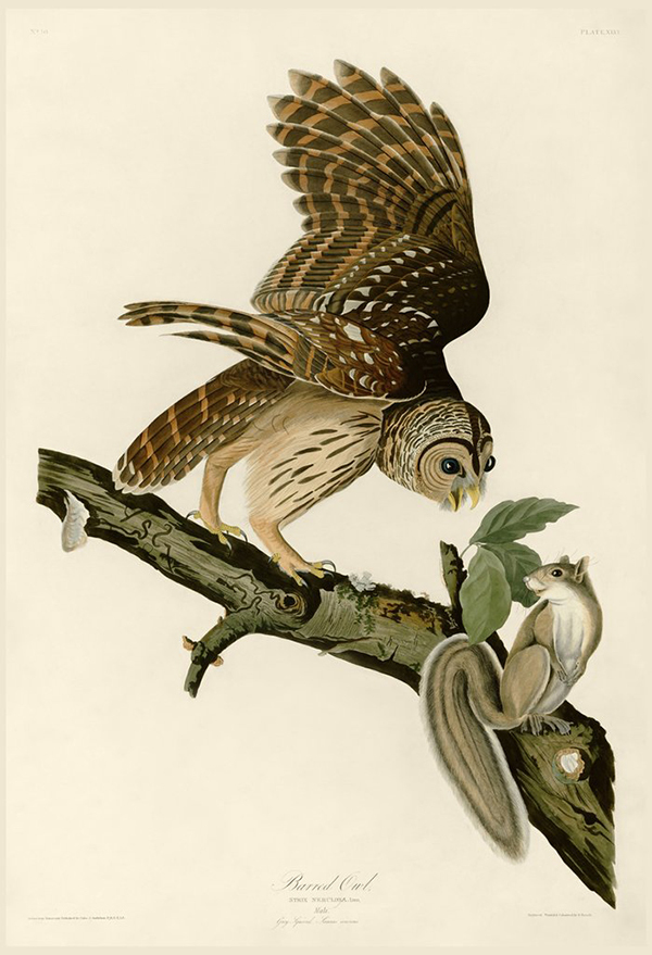 Barred Owl