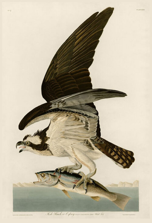 Fish Hawk or Osprey