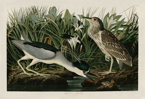 Night Heron or Qua Bird