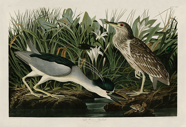 Night Heron or Qua Bird