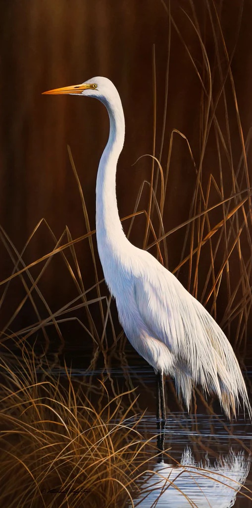 Great Egret Marsh
