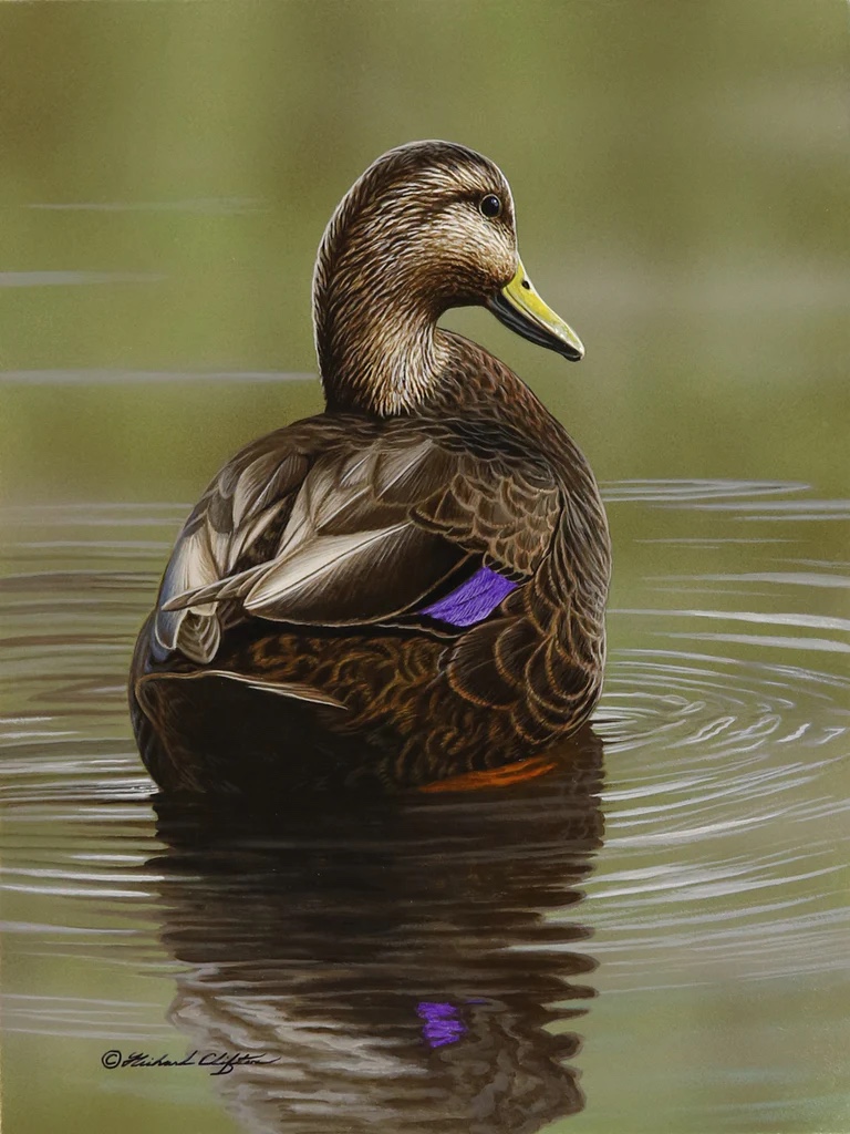 At Rest - Black Duck