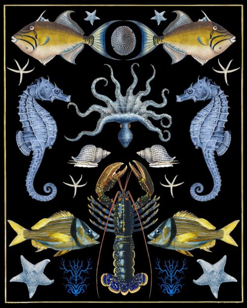 Oceana   Blue  Yellow