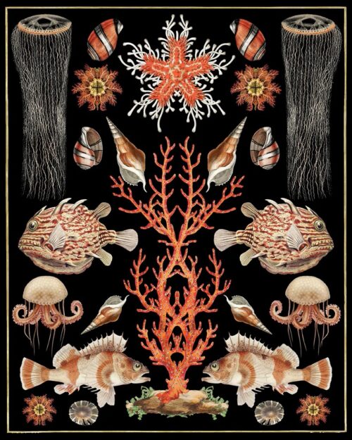 Oceana  Coral Jellyfish 1  Just Wall Decor Oceana   Coral Jellyfish