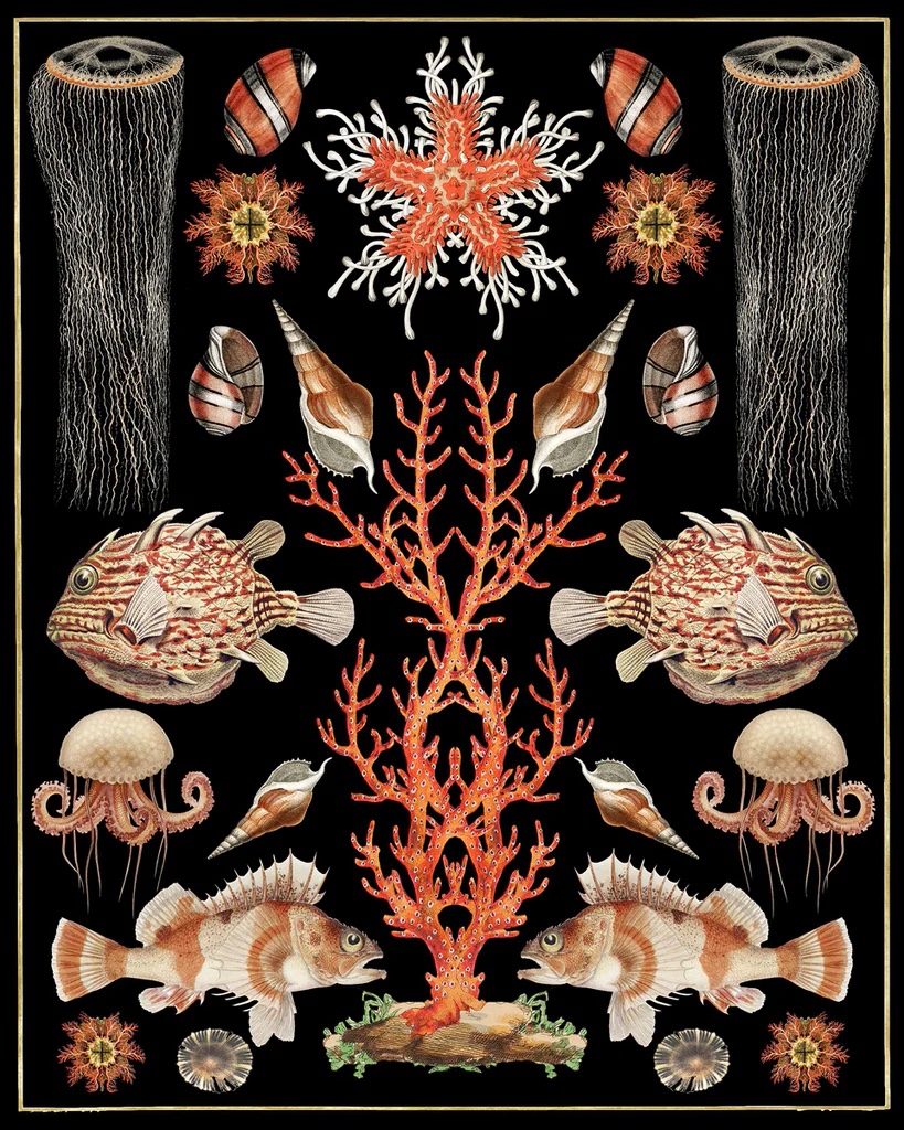 Oceana - Coral Jellyfish