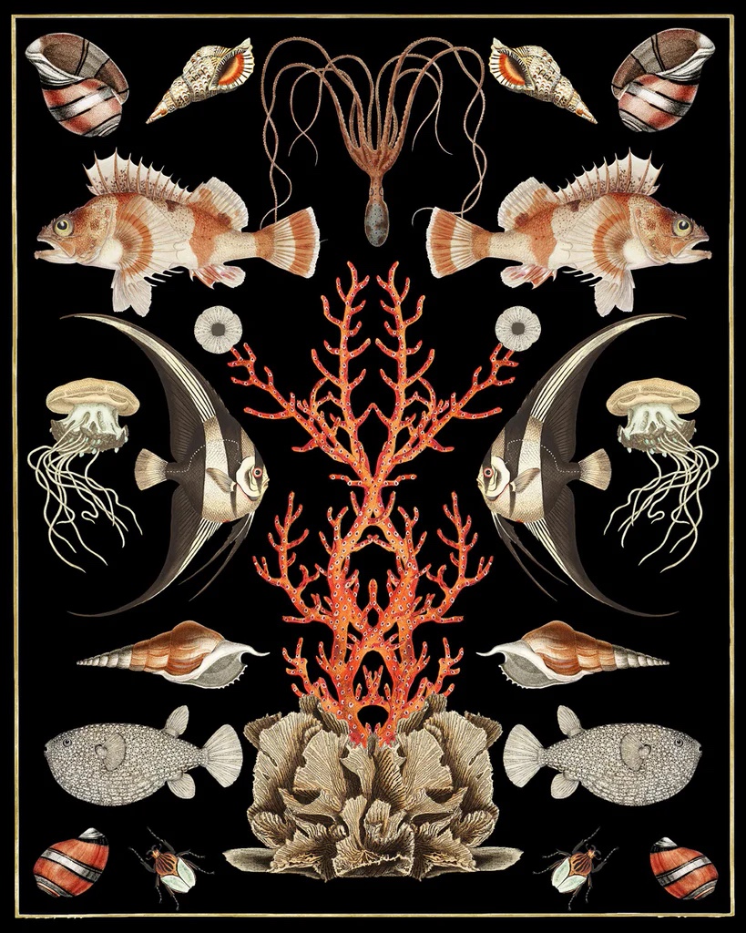 Oceana - Coral On Black