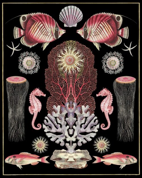 Oceana   Pink On Black
