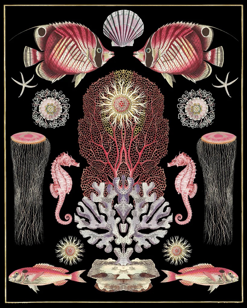Oceana - Pink On Black