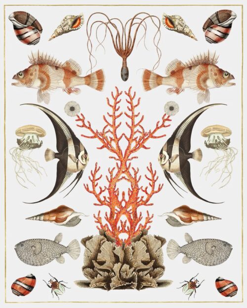 Oceana   Coral On White