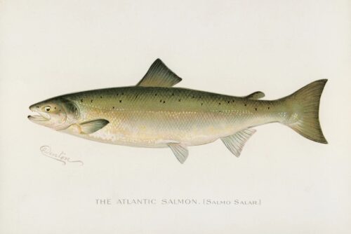 Atlantic Salmon 1913