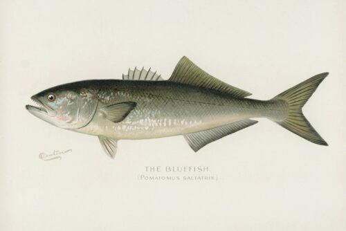 Bluefish 1913