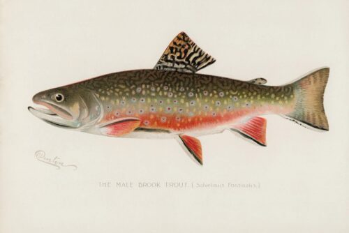 Male Brook Trout 1913 1  Just Wall Decor Male Brook Trout 1913