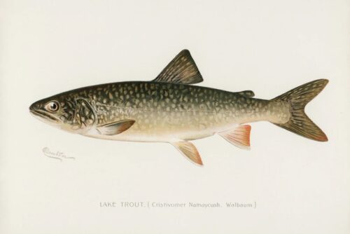 Lake Trout 1913