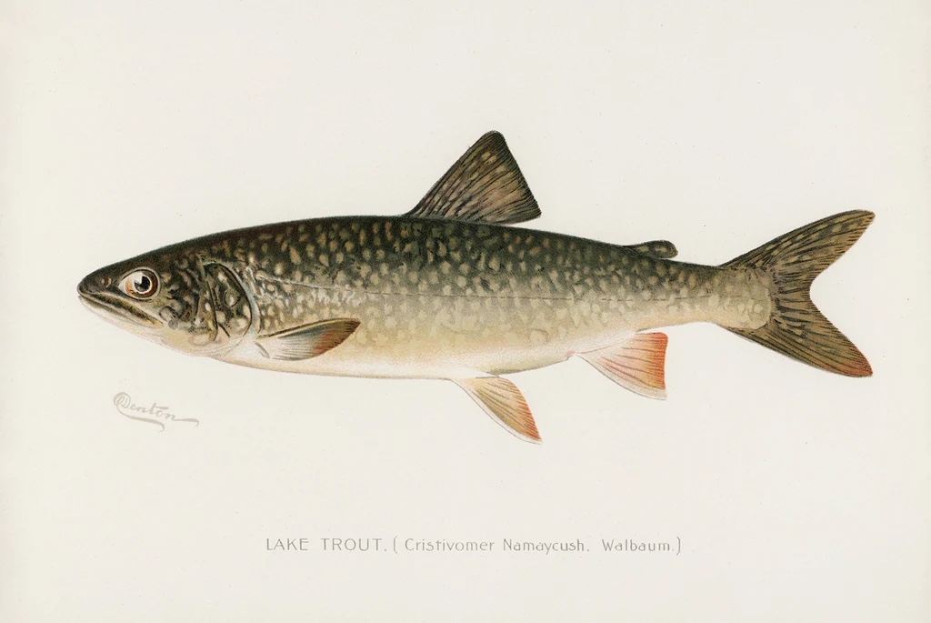 Lake Trout, 1913