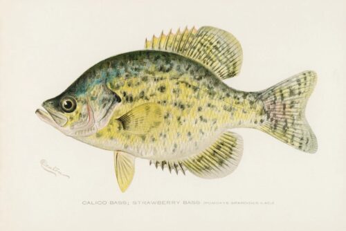 Calico Bass Strawberry Bass 1913