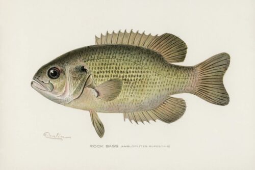 Rock Bass 1913 1 Just Wall Decor Rock Bass 1913
