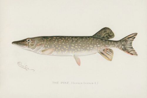 Pike 1913