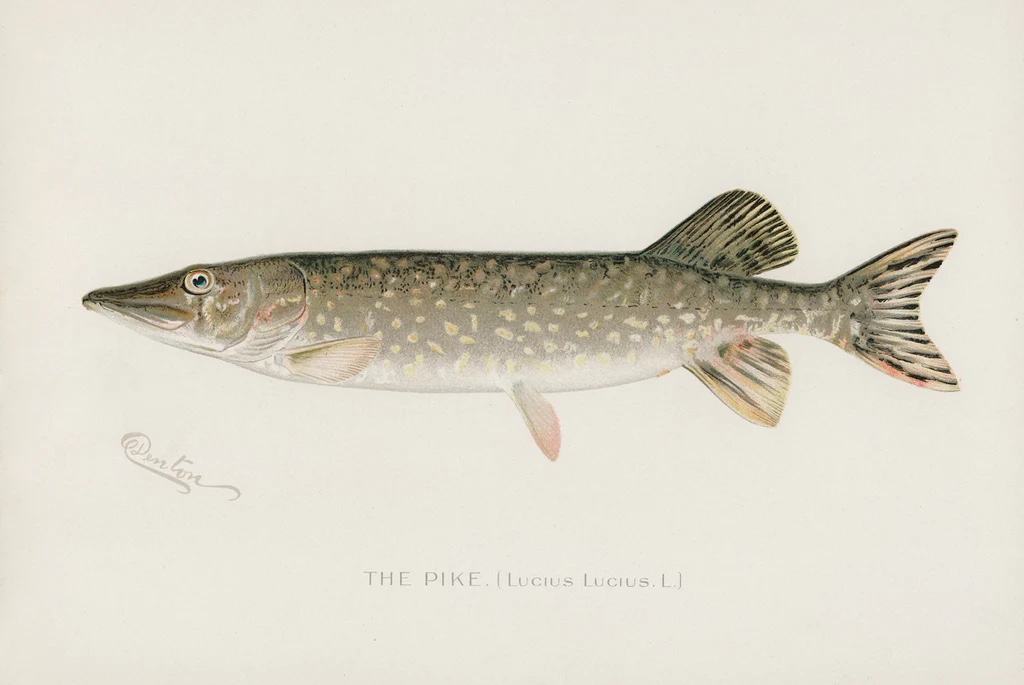 Pike, 1913