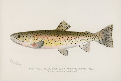 Red Throat Black Spotted or Rocky Mountain Trout 1913 1  Just Wall Decor Red Throat Black Spotted or Rocky Mountain Trout 1913
