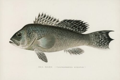 Sea Bass 1913 1  Just Wall Decor Sea Bass 1913