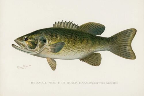 SmallMouthed Black Bass 1913 1  Just Wall Decor Small Mouthed Black Bass 1913