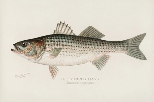 Striped Bass 1913 1 Just Wall Decor Striped Bass 1913