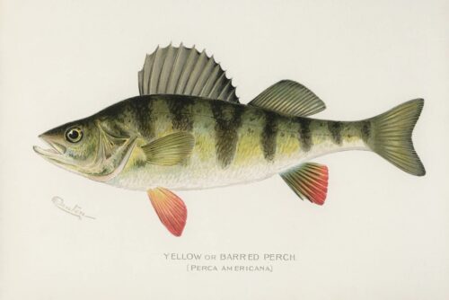 Yellow or Barred Perch 1913 1  Just Wall Decor Yellow or Barred Perch 1913