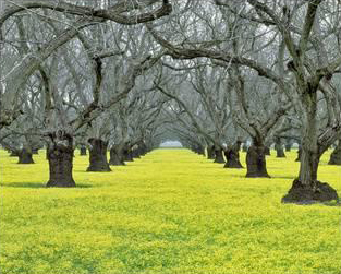 Orchard Carpet