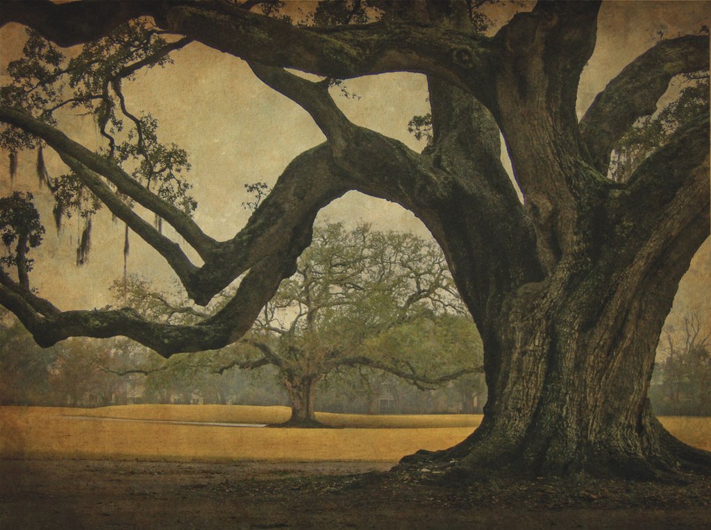 Two Oaks In Rain, Audubon Gardens