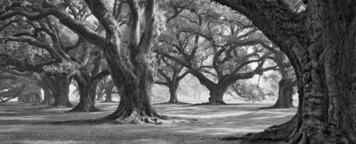 Oak Alley West Row 1 Just Wall Decor Oak Alley West Row