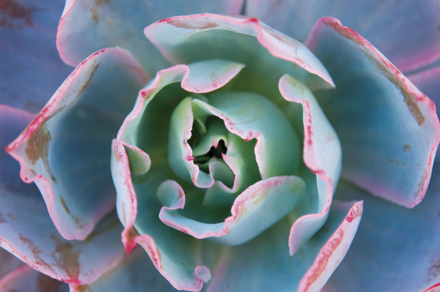 Echeveria Afterglow