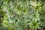 Echeveria I 1 Just Wall Decor Echeveria I