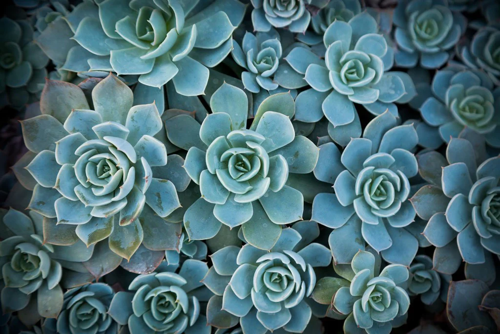 Echeveria III