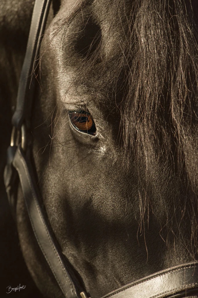 Their Eyes Are the Window To Their Souls