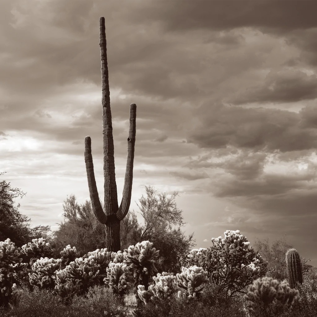 Saguaro Centurion