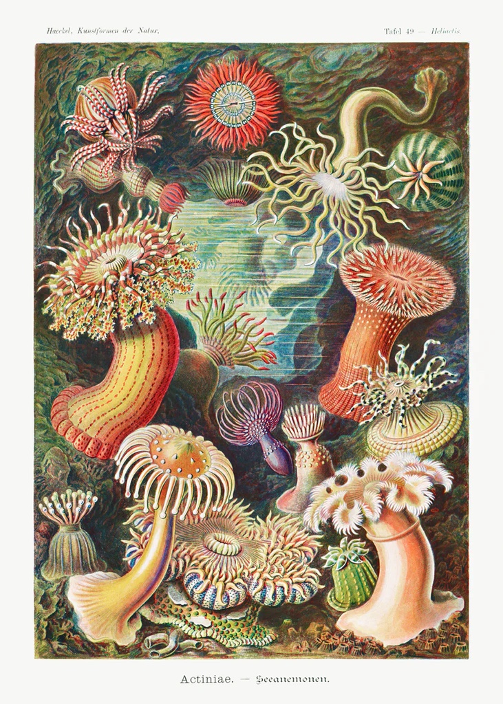 Actiniae-Seeanemonen (Sea Anenomes), 1904