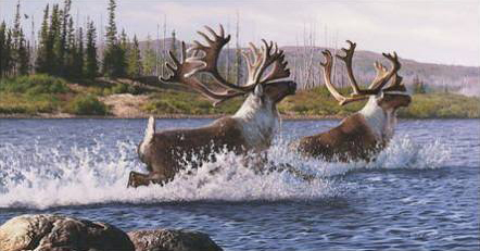 Caribou Crossing