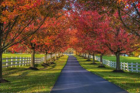 Lane in Fall