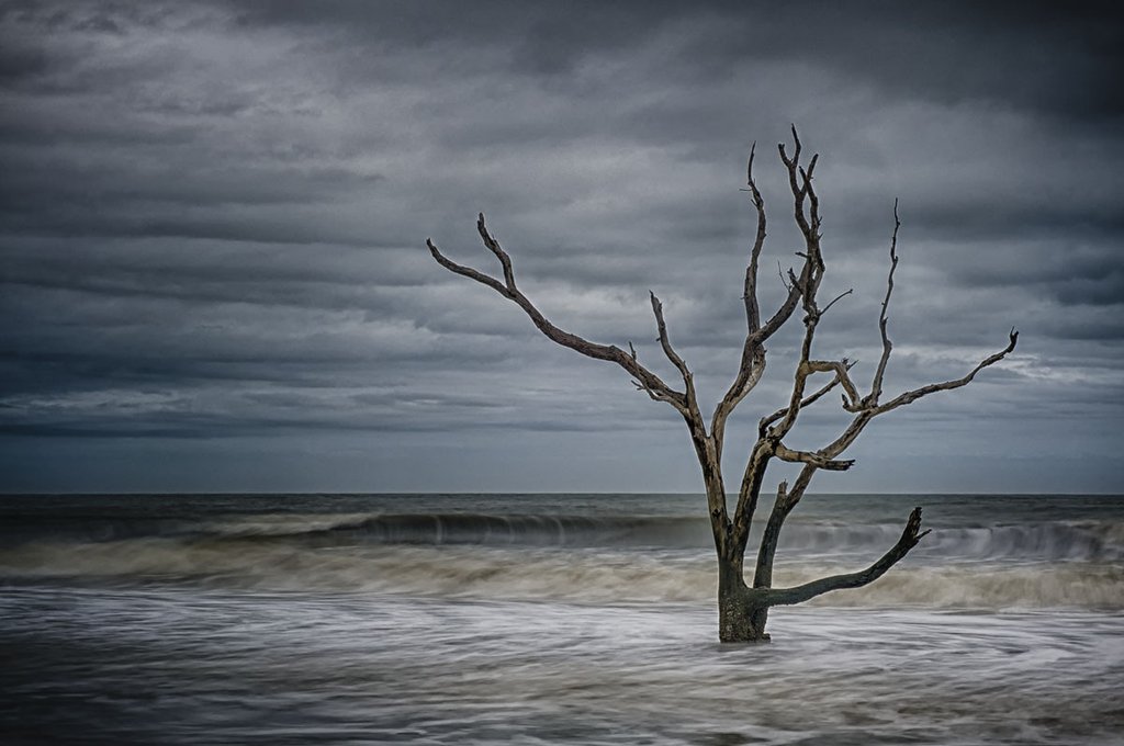 Tree On Botany Bay