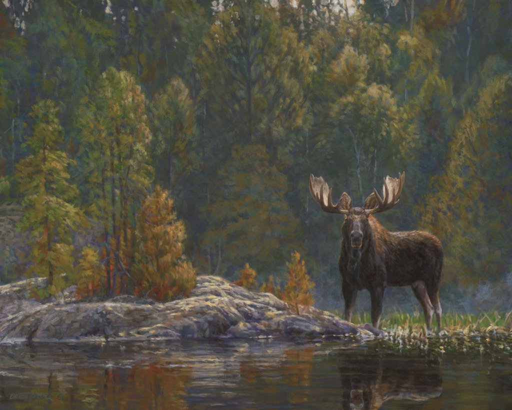 North Country Moose
