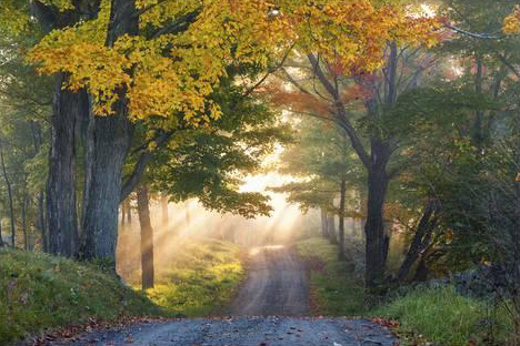 Sun Streaming Through