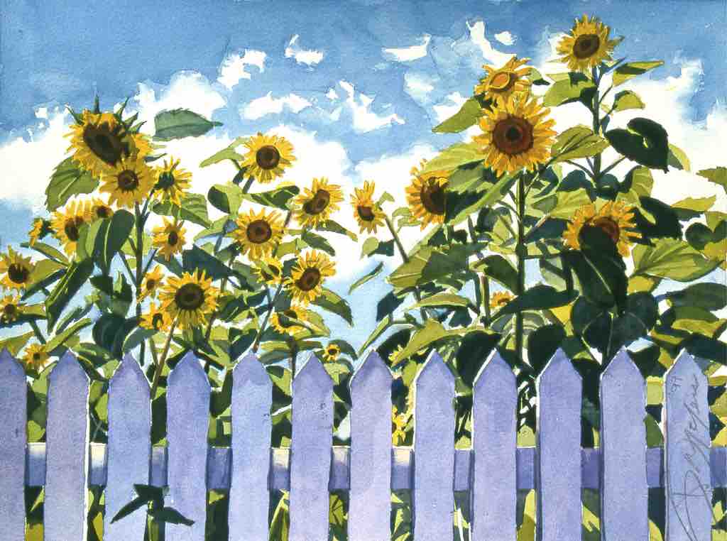 Sunflowers with Picket Fence