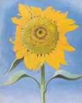 Sunflower New Mexico 1935 1 Just Wall Decor Sunflower New Mexico 1935