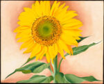 A Sunflower from Maggie 1937 1 Just Wall Decor A Sunflower from Maggie 1937