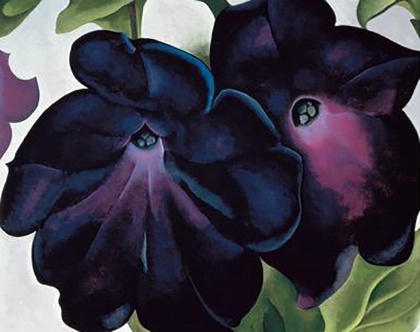 Black and Purple Petunias