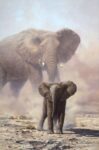 Amboseli Child African Elephant 1  Just Wall Decor Amboseli Child African Elephant