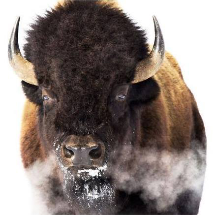 Yellowstone Bison